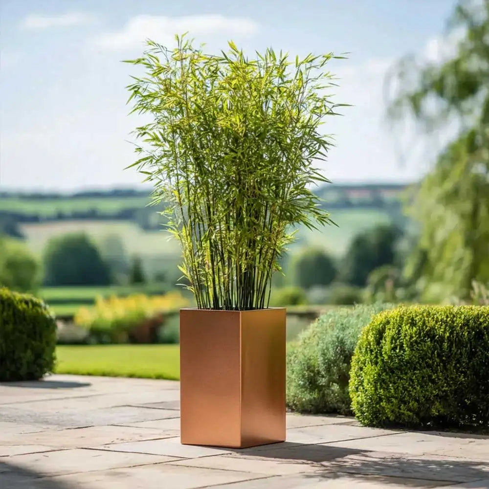 #25cm(L) x 25cm(W) x 50cm(H)
#Copper