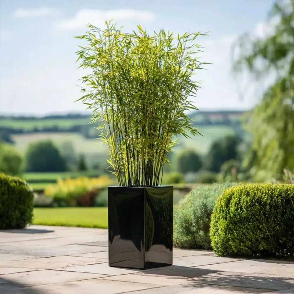 #25cm(L) x 25cm(W) x 50cm(H)
#glossy black