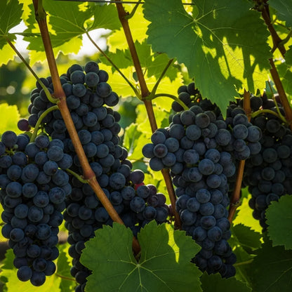 2ft Boskoop Glory' Seedless Outdoor Grape Vine | 3L Pot