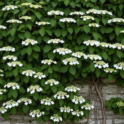 4ft Climbing Hydrangea | Hydrangea petiolaris | 10L Pot