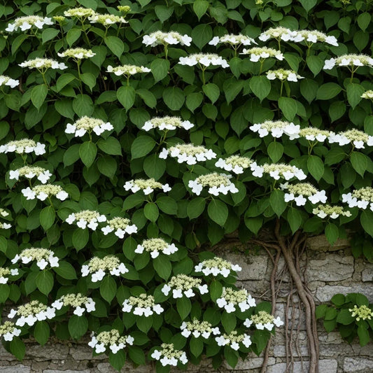 4ft Climbing Hydrangea | Hydrangea petiolaris | 10L Pot