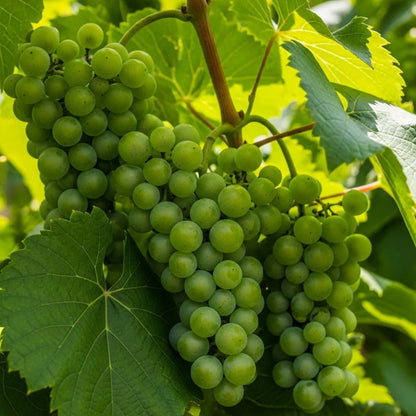 2ft Lakemont' Seedless Outdoor Grape Vine | 2L Pot