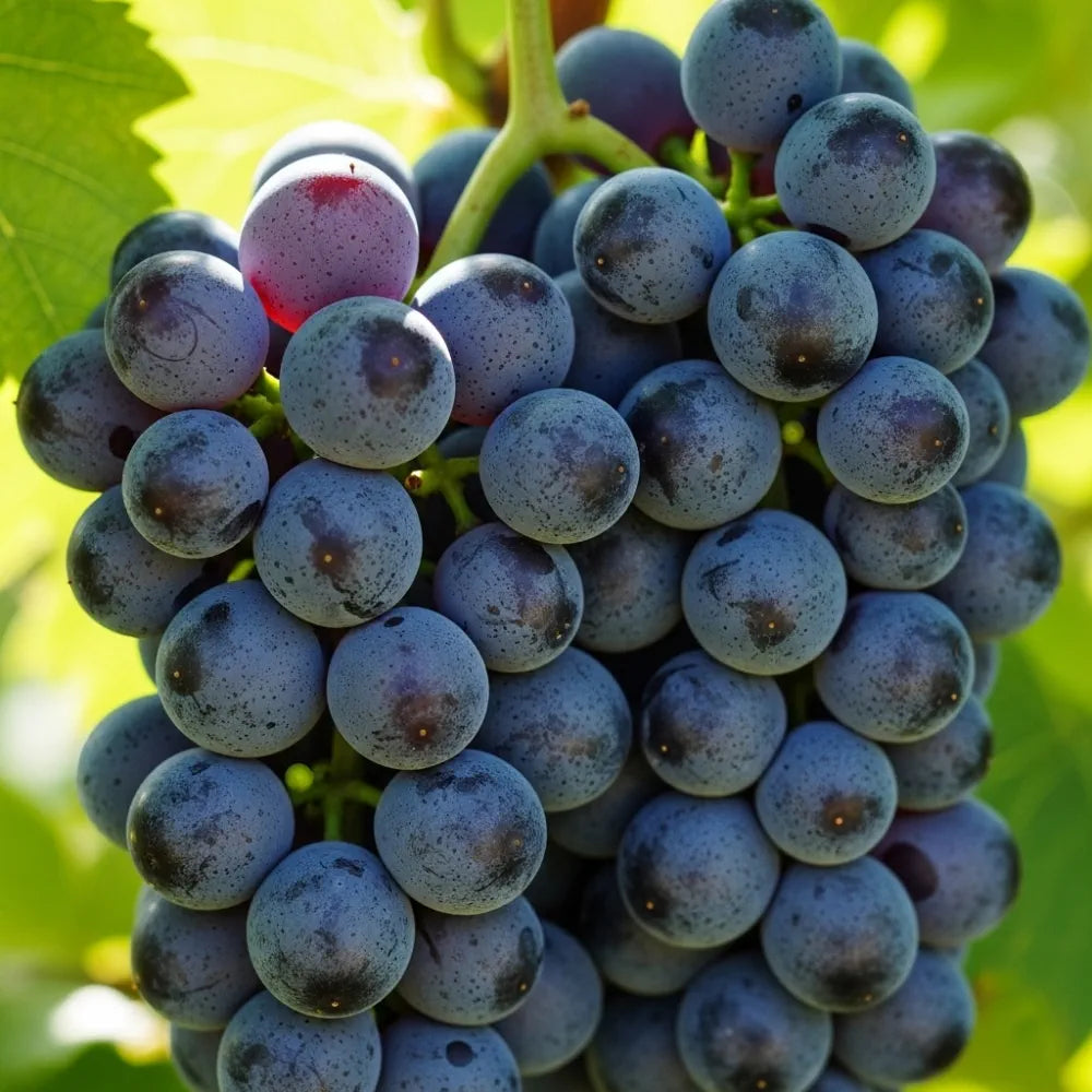 3ft Regent' Grape Vine | 2L Pot