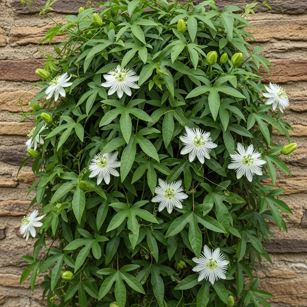 White Passion Flower | Passiflora 'Snow Queen'