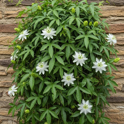 White Passion Flower | Passiflora 'Snow Queen'