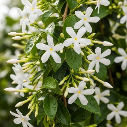 6ft Star Jasmine | Trachelospermum jasminoides | 10L Pot