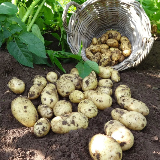 #5kg Bag (Approx 40-70 Tubers)