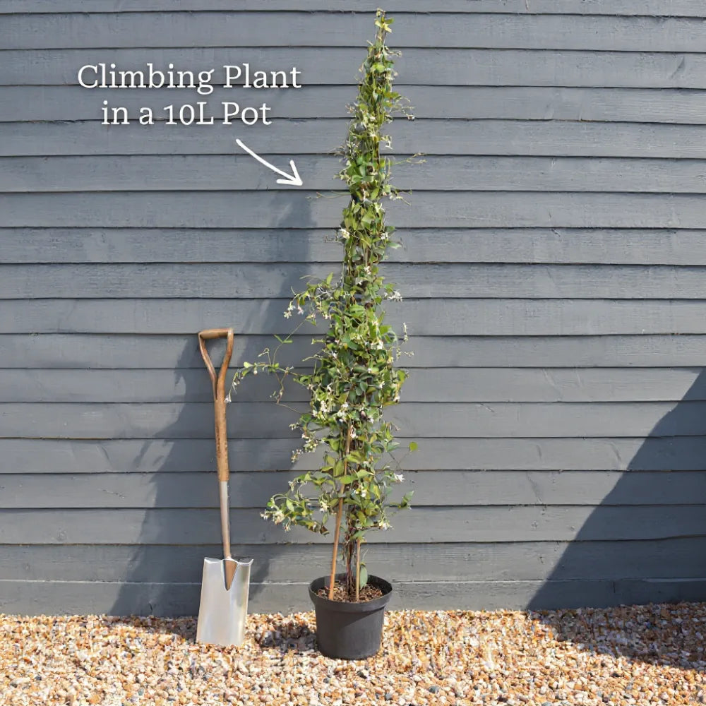 6ft Grafted White Wisteria | Wistetia sinensis 'Alba' | 10L Pot