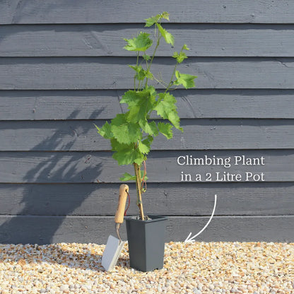 2ft Grafted Chinese Wisteria | Wisteria sinensis | 2L Pot