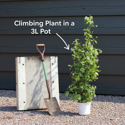 3ft Grafted Chinese Wisteria | Wisteria sinensis 'Caroline' | 3L Pot