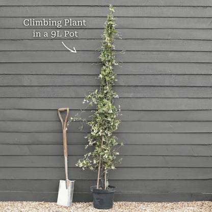 6ft Mature Grafted Chinese Wisteria | Wisteria Sinensis | 9L Pot