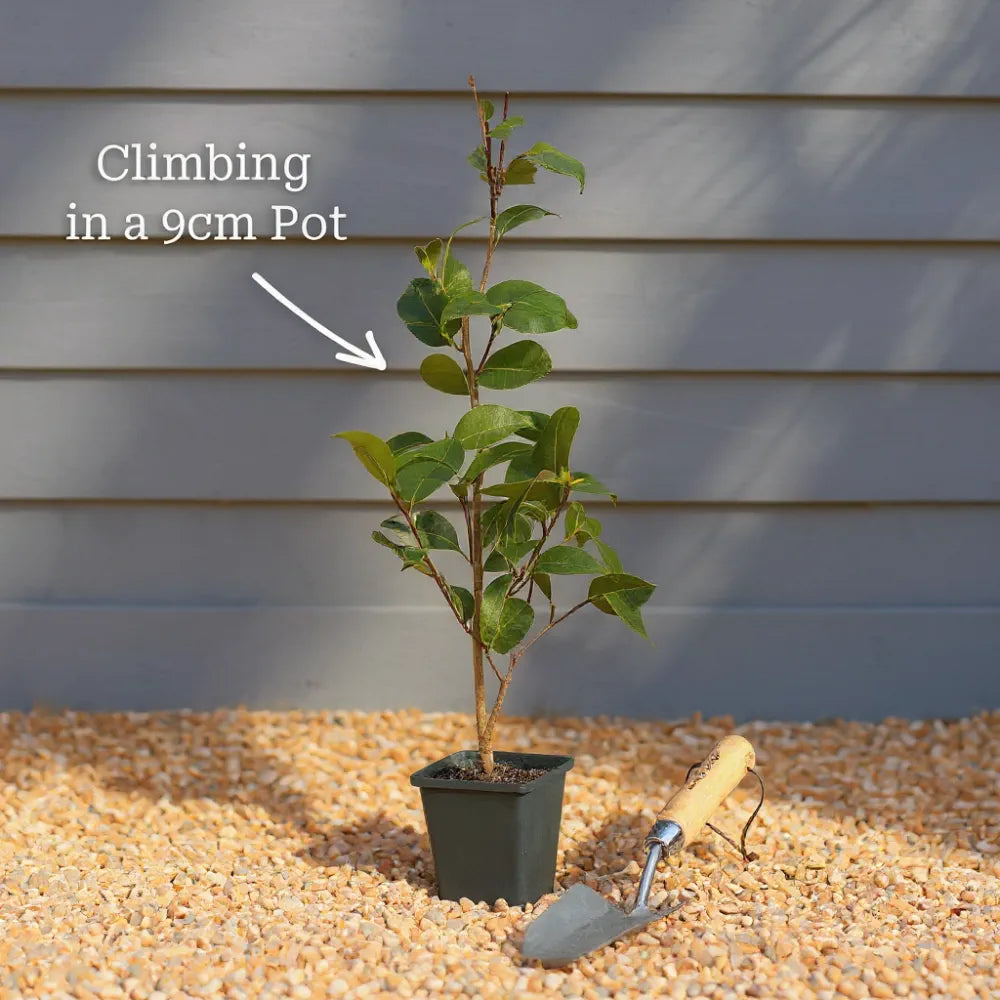 White Passion Flower | Passiflora 'Snow Queen' | 9cm Pot