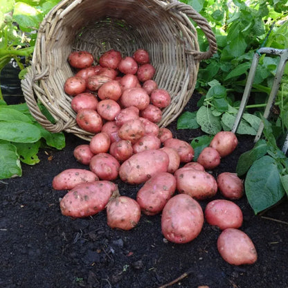 #5kg Bag (Approx 40-70 Tubers)