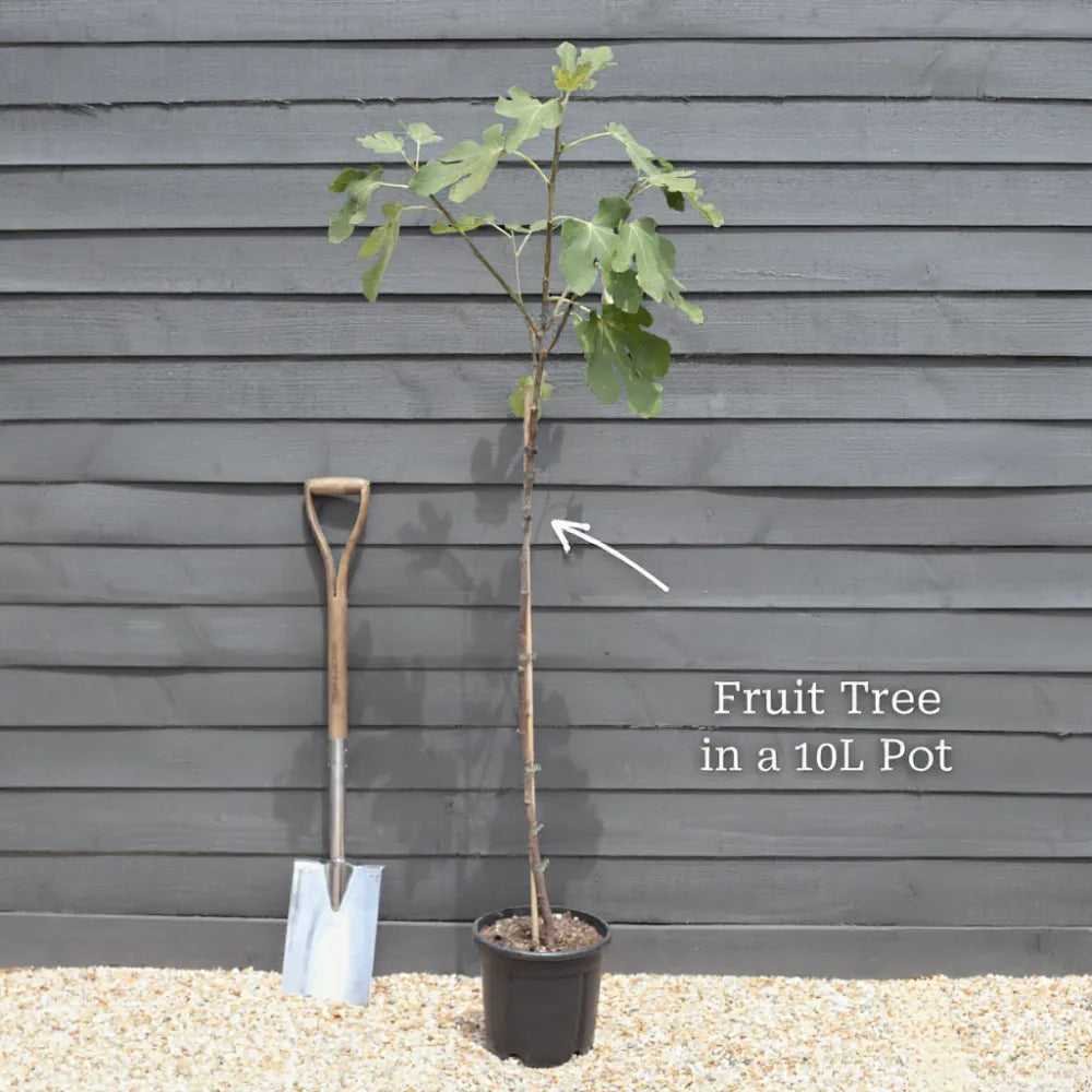 5ft 'Broadview' Walnut Tree | 10L Pot | 2 Years Old