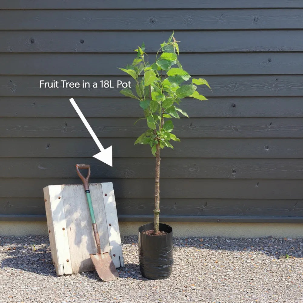 7ft Quince 'Champion' | 3 Year Old Mature Tree in a 18L Pot
