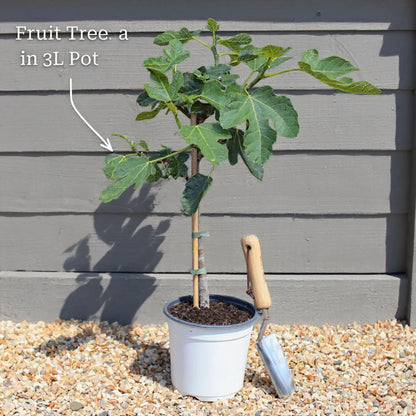 3ft 'Hall'sche Reissenuss' / 'Merveille de Bollwyller' Hazelnut Tree | 3L Pot