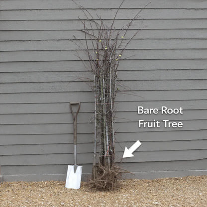 3ft 'Pearson's Prolific' / 'Nottingham Early' Hazelnut Tree | Bare Root