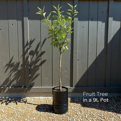 4ft 'Purpurea' Filbert Tree | Purple Hazelnut Tree | 9L Pot | 2 Years Old
