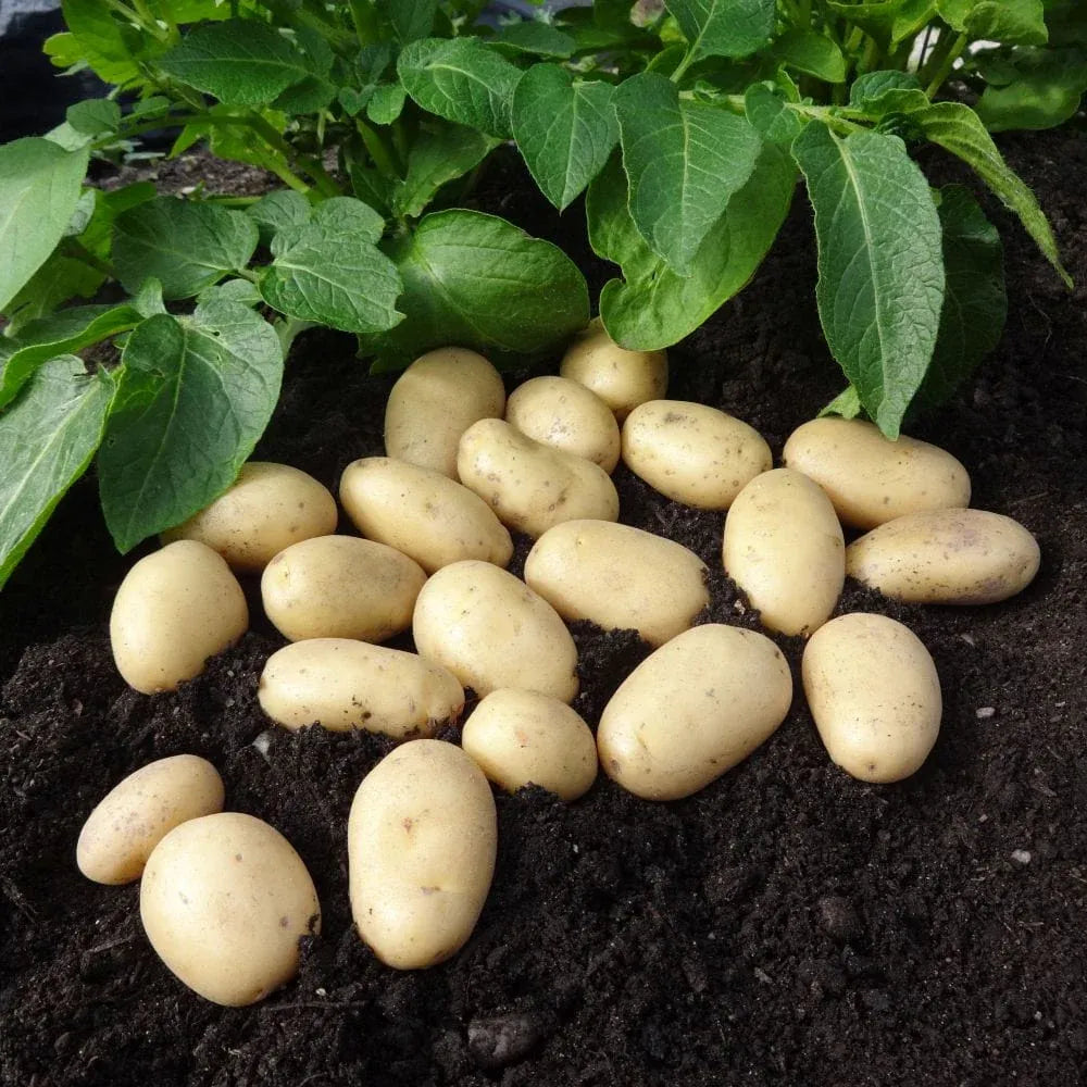 #5kg Bag (Approx 40-70 Tubers)