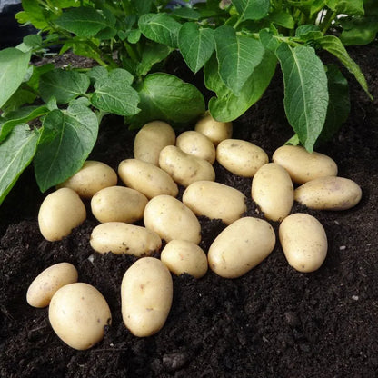 #5kg Bag (Approx 40-70 Tubers)
