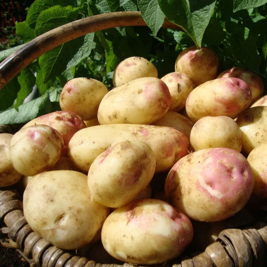 #5kg Bag (Approx 40-70 Tubers)