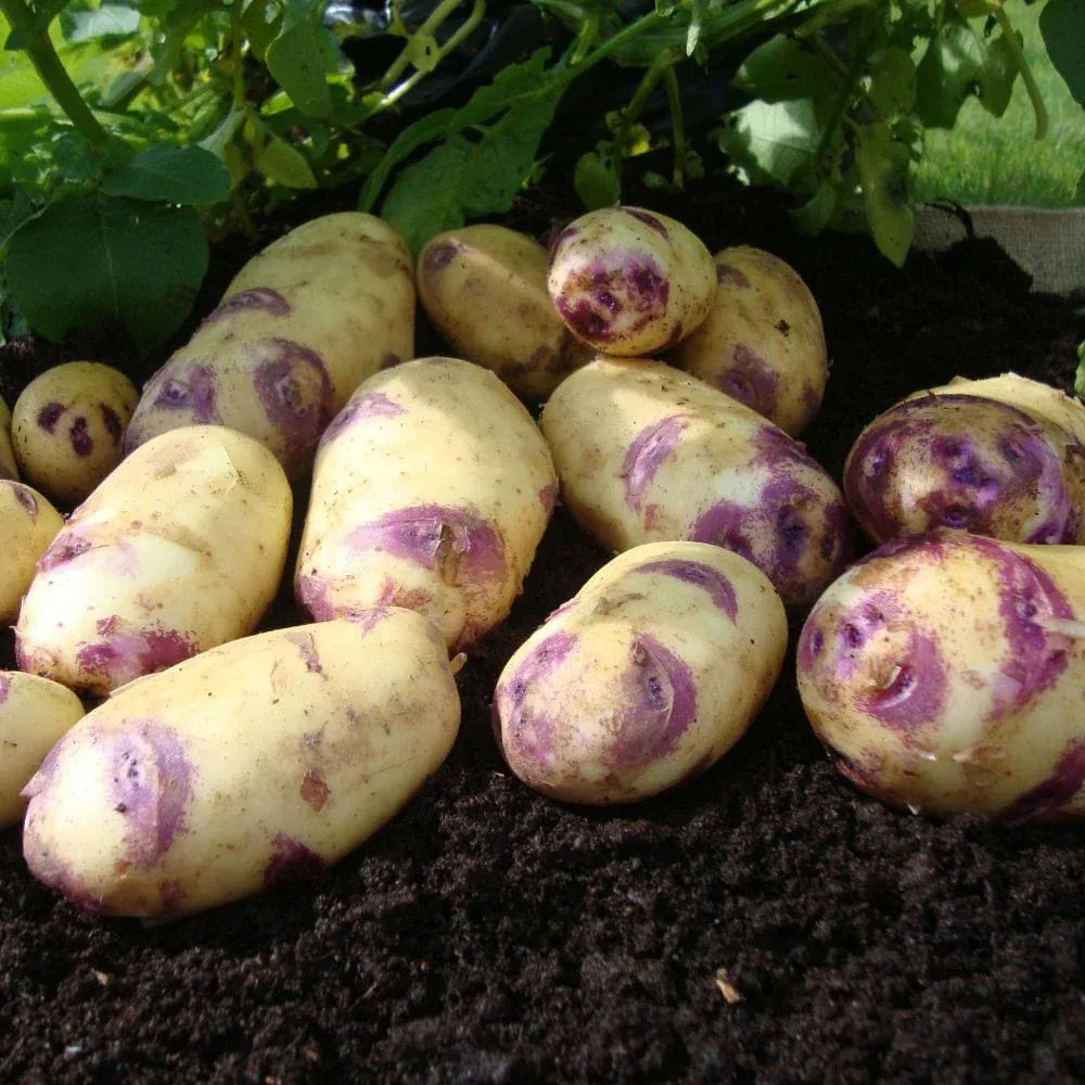 #5kg Bag (Approx 40-70 Tubers)