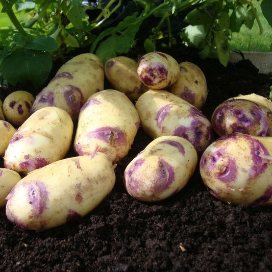 #5kg Bag (Approx 40-70 Tubers)