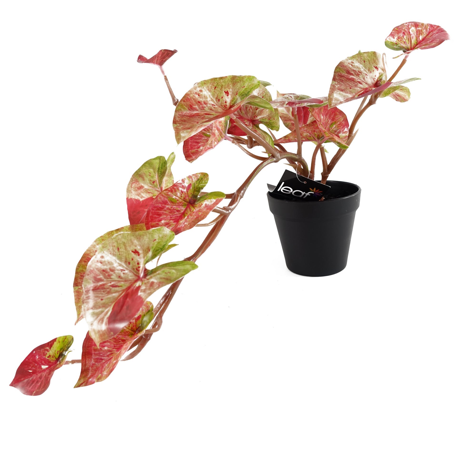 35cm Artificial Hanging Trailing Plant Pink Splash Caladium