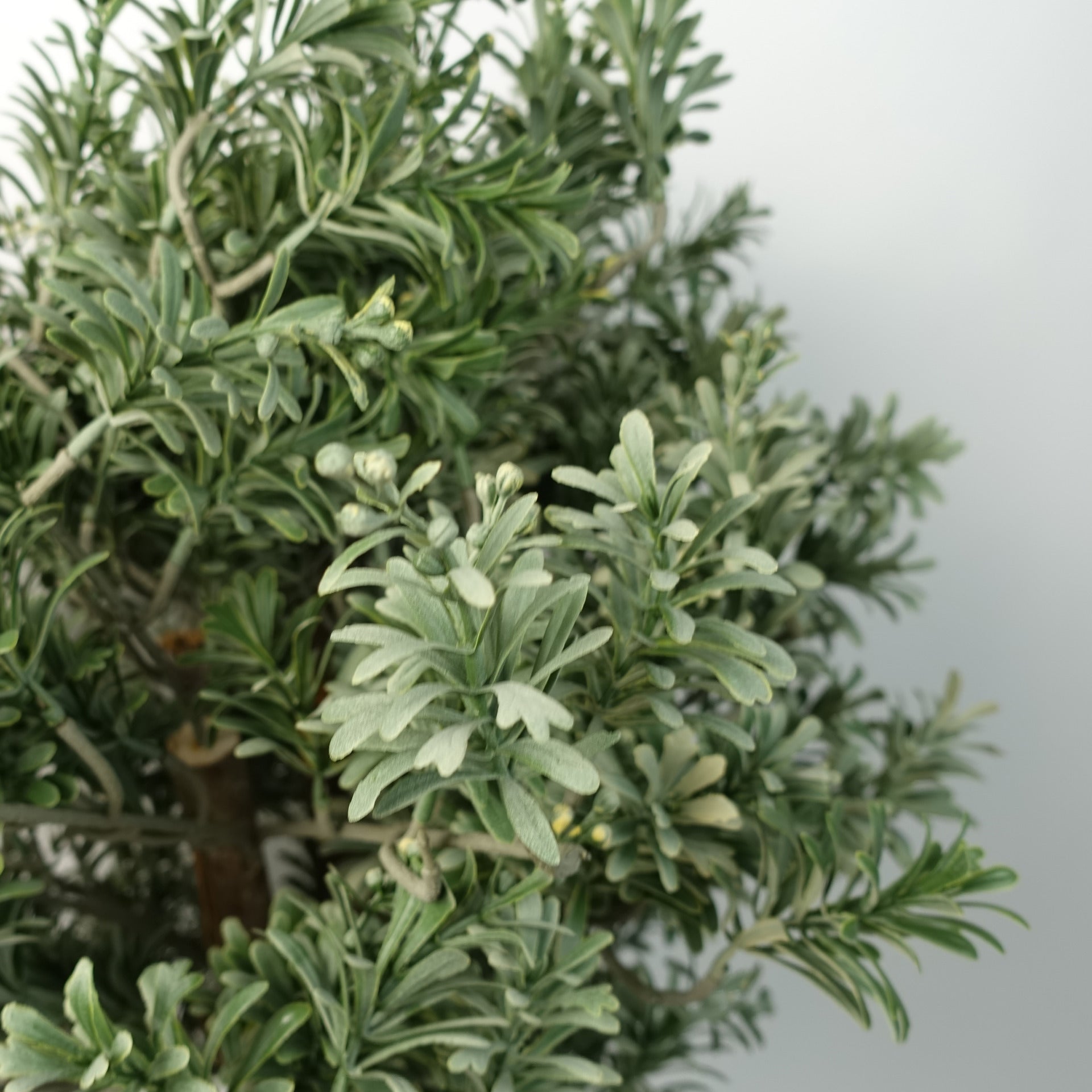 Artificial Topiary Artemisa Plant