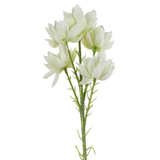 60cm White Starflower Stem - 5 Flowers