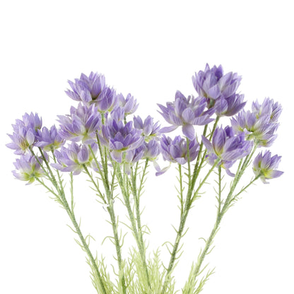 Pack of 6 x 60cm Purple Starflower Stem - 30 Flowers