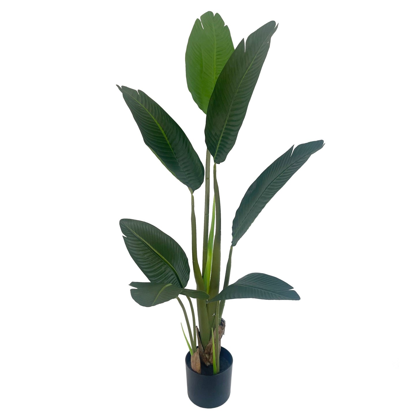 120cm UV Traveller Banana Palm Tree