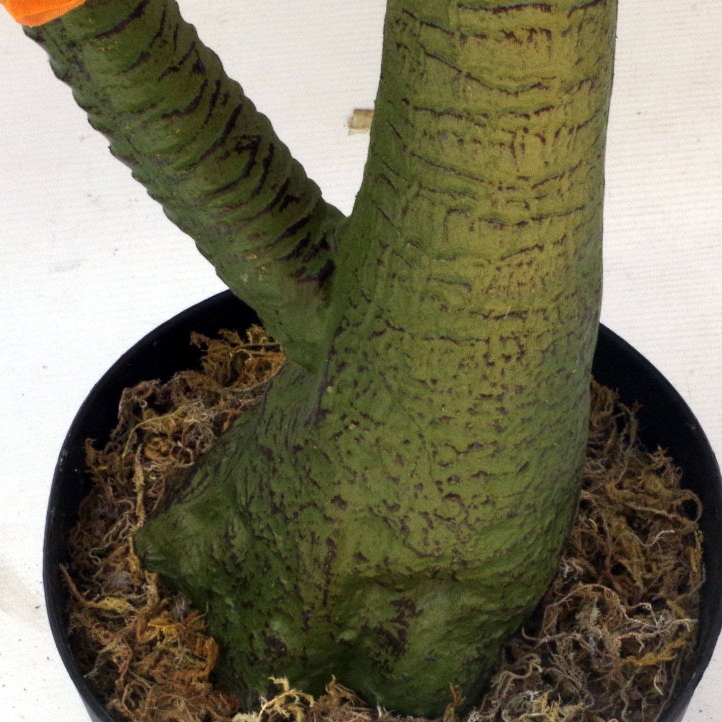 110cm Artificial Dracaena Nolina Recurvata Palm Tree