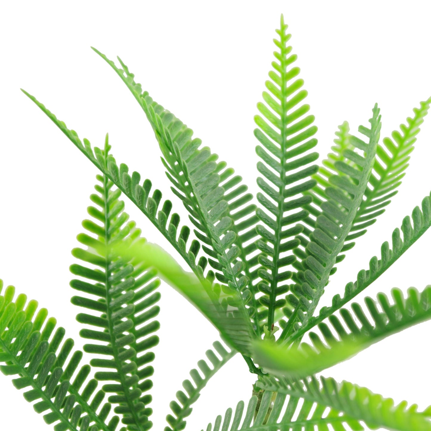 CLEARANCE 22cm Micro Palm Desktop Plant