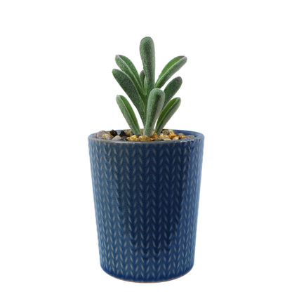 Set of Three 17cm Ceramic Blue Stripe Planter with Artificial Cactus Dracaena & Succulents