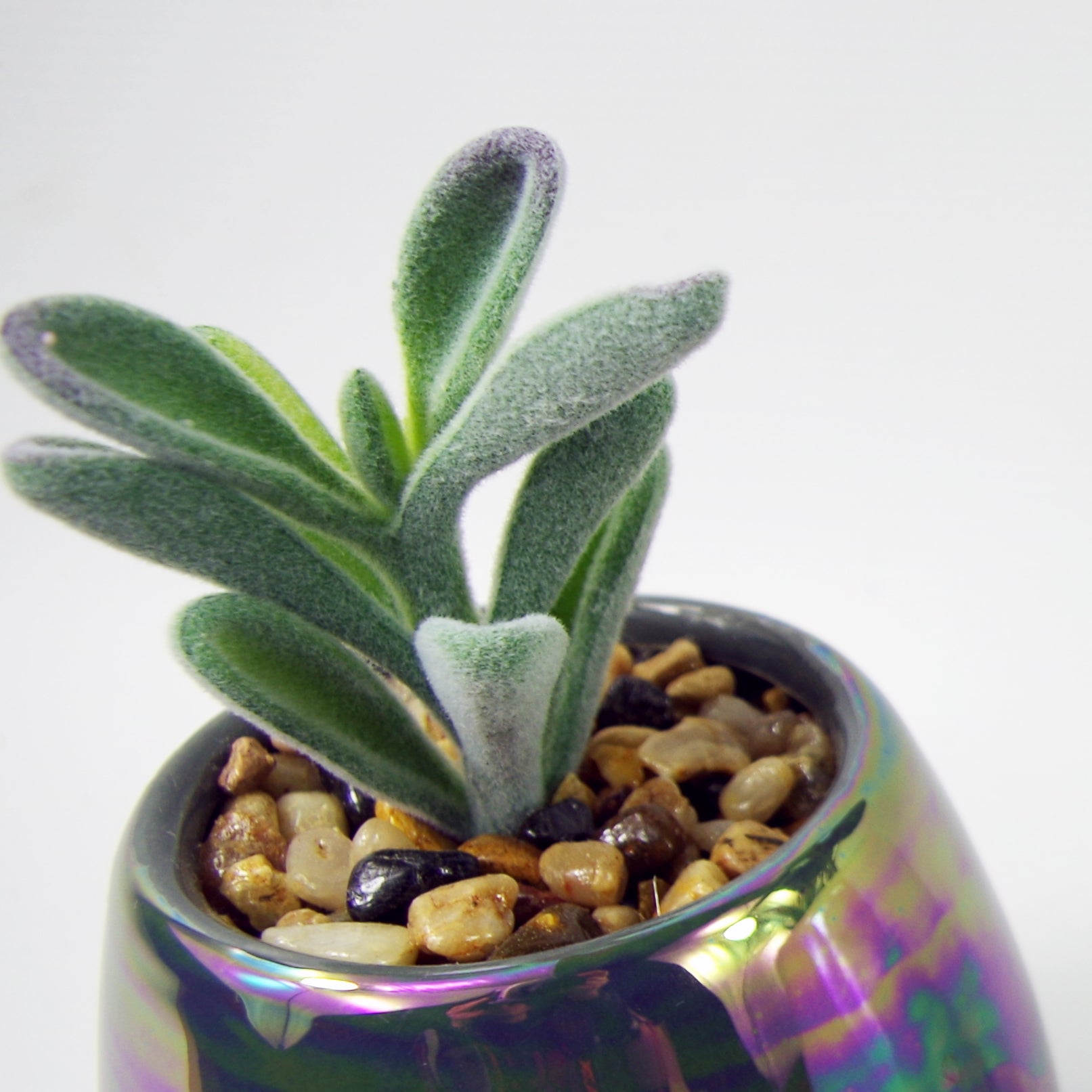15cm Set of Three Grey White Mix Ceramic Mini Planters with Artificial Succulent Plants