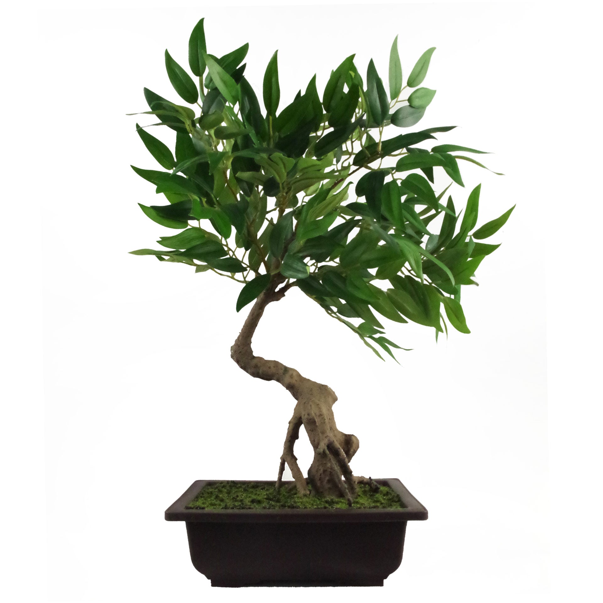 50cm Artificial Ruscus Acacia Bonsai Tree
