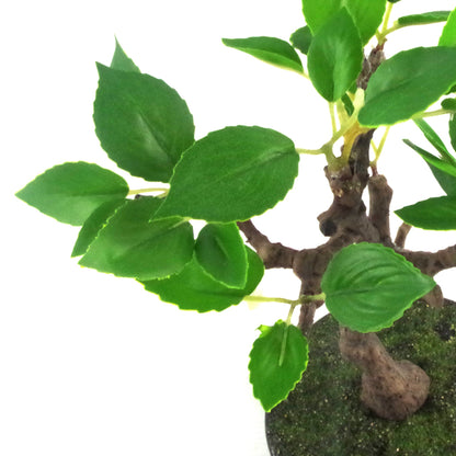 25cm Mini Ficus Bonsai in Ceramic Planter