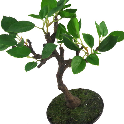 25cm Mini Ficus Bonsai in Ceramic Planter
