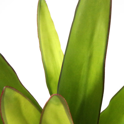 70cm Artificial Sansevieria Moonshine Plant
