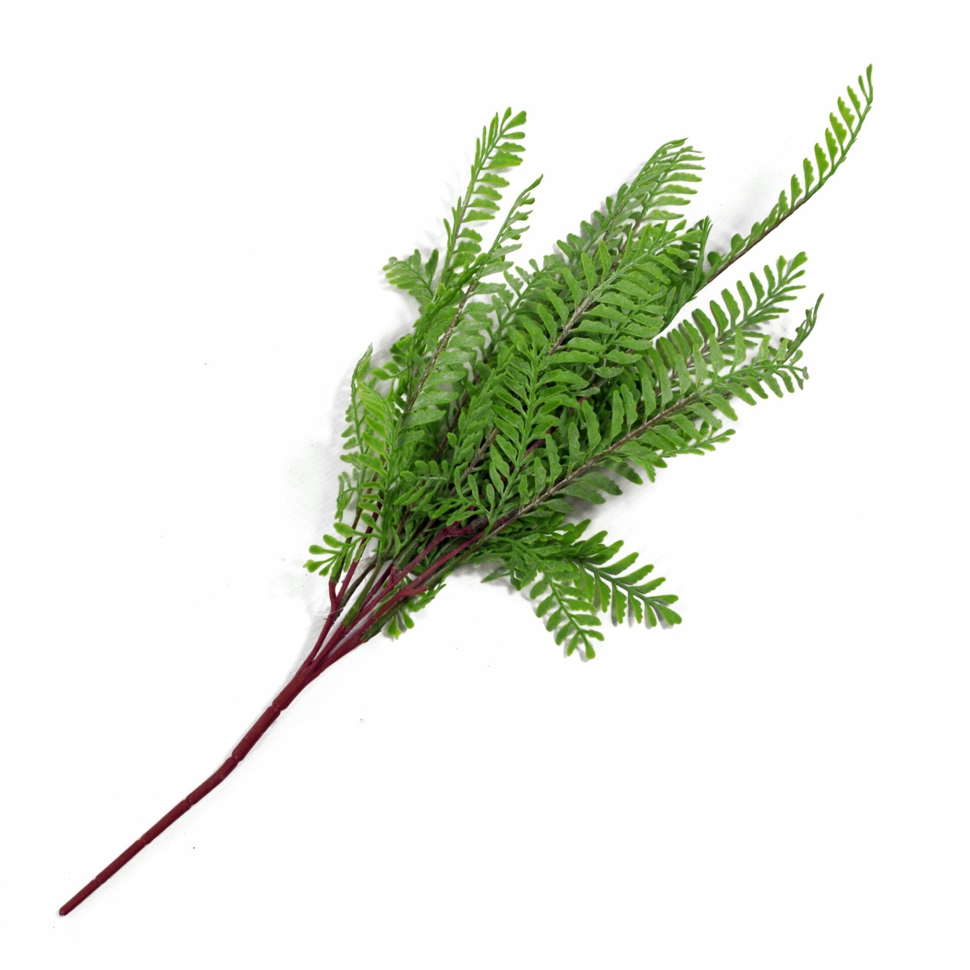 6 x 55cm Himilayan Maidenhair Fern Bush Light Green Plant