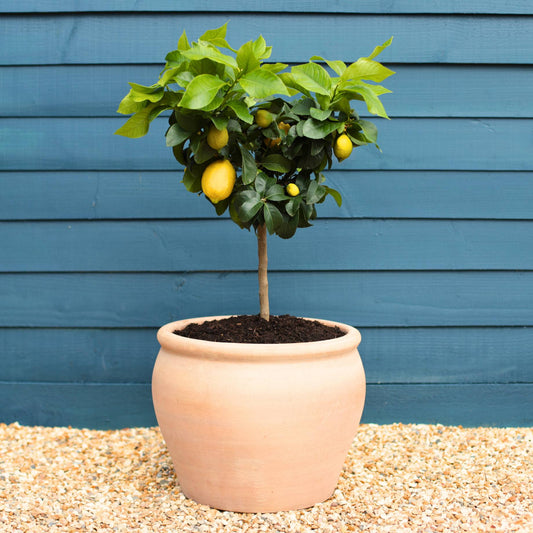 Handmade Frost-Resistant 45L Terracotta Pot