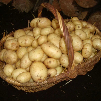 #5kg Bag (Approx 40-70 Tubers)