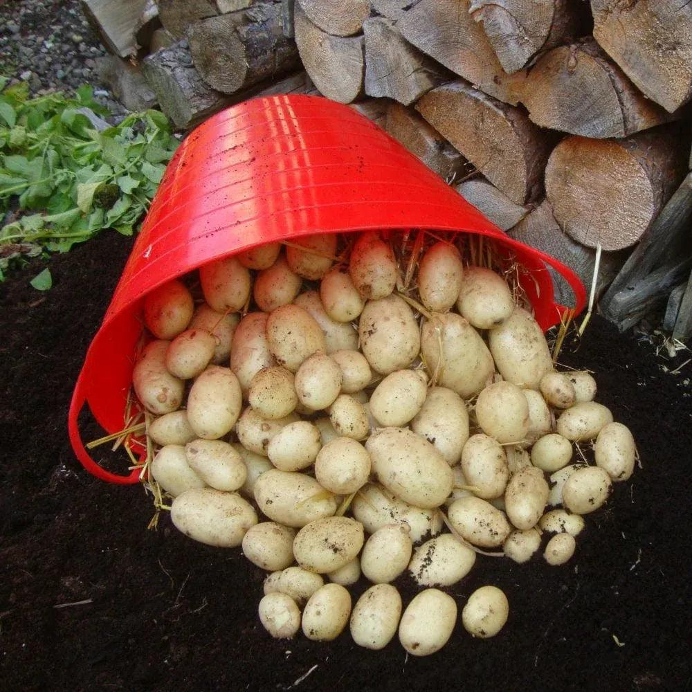 #5kg Bag (Approx 40-70 Tubers)