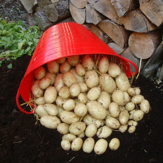 #5kg Bag (Approx 40-70 Tubers)