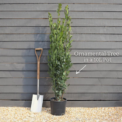 8ft Prunus 'Snow Goose' | 3 Year Old Mature Tree in a 18L Pot
