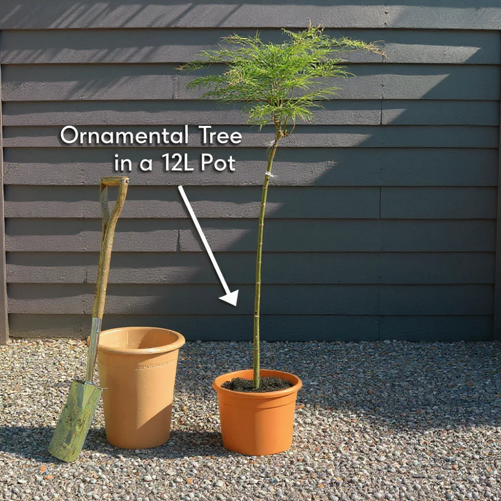 5ft Japanese Maple Tree | Acer palmatum 'Bloodgood' | 12L Pot