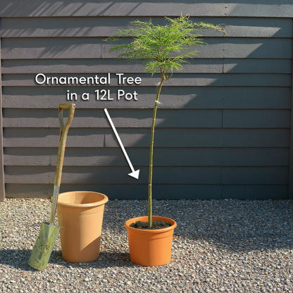 5ft Japanese Maple Tree | Acer palmatum 'Shidava Gold' | 12L Pot