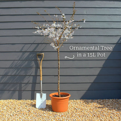5ft Variegated Japanese Maple Tree | Acer palmatum 'Shirazz' | 15L Pot