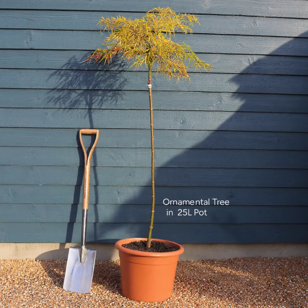 5ft 'Flavescens' Japanese Maple Tree | 90cm Stem Top-Worked Tree | 25L Pot